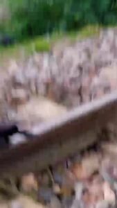 ट्रेन की चपेट में आकर आधा दर्जन से अधिक मवेशियों की मौत।