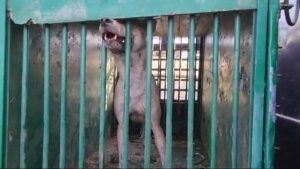 5वां खूनी भेड़िया पकड़ा गया 