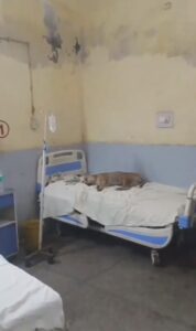 बुलंदशहर जिला अस्पताल बना आवारा कुत्तों का अड्डा