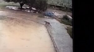 पीलीभीत में फार्म हाउस के अंदर टहलता दिखा तेंदुआ,