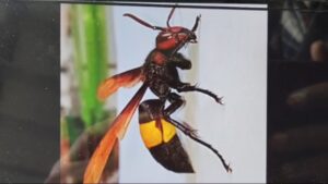 मधुमक्खी काटने से एक ग्रामीण की मौत 