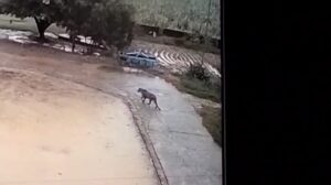 किसान के घर में बंधे कुत्ते को बाघ उठा ले गया।