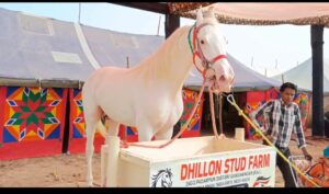 राजस्थान के मारवाड़ी नस्ल की गूंज विदेशों तक पहुंची: