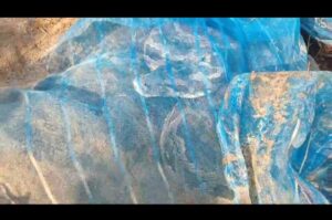 तालाब से लगभग एक कुंटल का असगर पकड़ा गया।