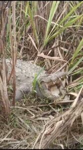 मगरमच्छ खेत में पहुंचने से मचा हड़कंप। 