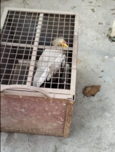 गिद्ध स्वस्थ होने पर जंगल में छोड़ा जाएगा।