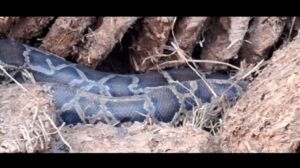 अजगर निकलने से ग्रामीणों में मचा हड़कंप।