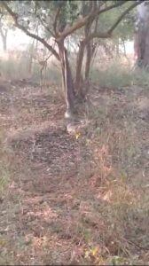 *ब्रेकिंग बांदा*बांदा में विशालकाय अजगर दिखने से इलाके में फैली दहशत 

जंगल में पेड़ पर चढ़ रहे विशालकाय अजगर को देखकर लोगों के छूटे पसीने

वीडियो बना रहे लोगों में था दहशत का माहौल पहली बार देखा इतना विशालकाल अजगर 

विशालकाय अजगर का पेड़ पर चढ़ते समय वीडियो बनाकर लोगों ने किया वायरल

पैलानी थाना क्षेत्र के अदरी गांव के जंगल में दिखा विशालकाय अजगर!

रिपोर्ट सदीप दीक्षित बांदा