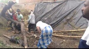 तेज आंधी और पानी से उखड़ कर गिरा पेड़ दर्जनों बकरियां की दबकर हुई मौत