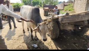 योगीराज में बेसहारा वैल पर हुआ अत्याचार,