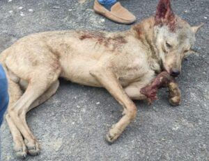 खूनी भेड़िये का अंत, एक की तलाश जारी