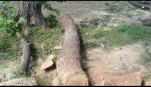 धरती की कोख खाली करने में जुटे हरियाली के दुश्मन*

 