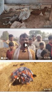 बदायूं में गौशाला की हालत बेहद दयनीय,भूख प्यास और इलाज़ के अभाव में दम तोड़ रहीं हैं गाय,