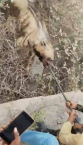 महोबा में लकड़बग्घे का खूनी तांडव,